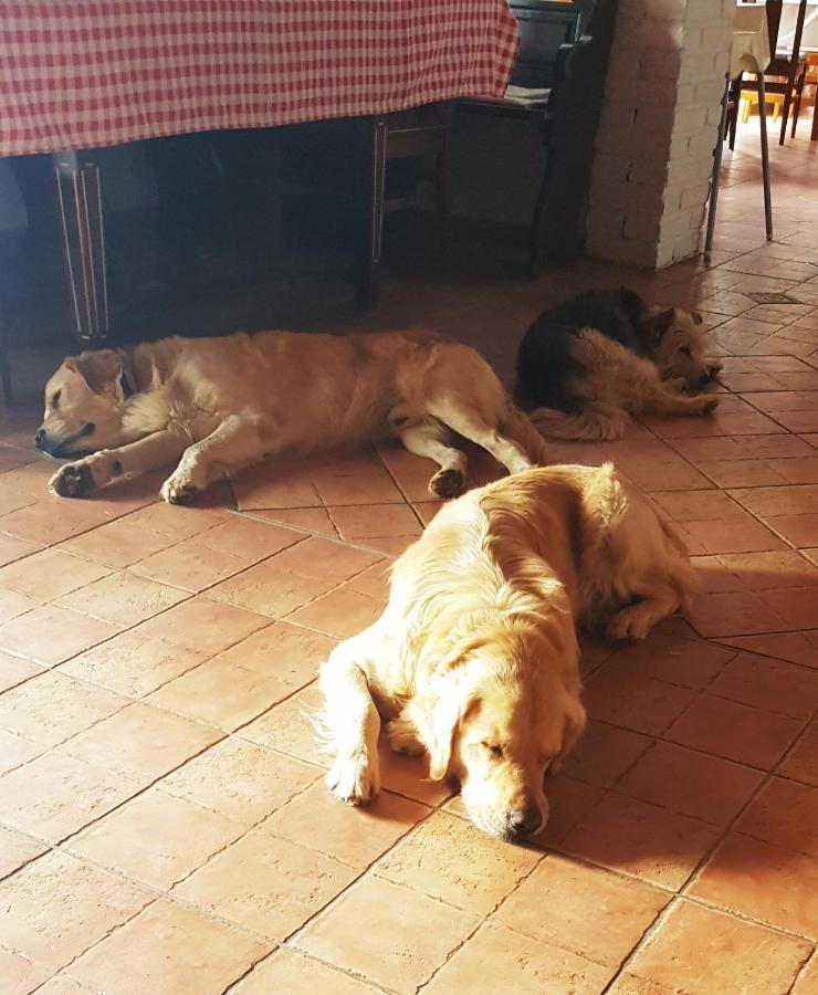 Koczor Winery & Guesthouse Balatonfüred Εξωτερικό φωτογραφία