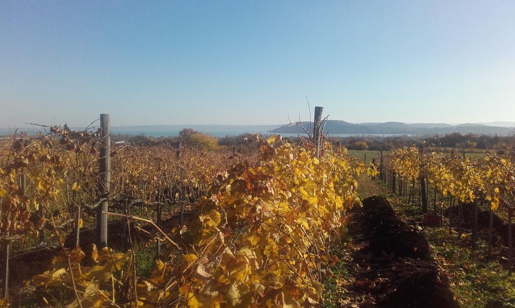 Koczor Winery & Guesthouse Balatonfüred Εξωτερικό φωτογραφία