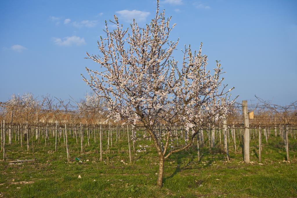 Koczor Winery & Guesthouse Balatonfüred Εξωτερικό φωτογραφία